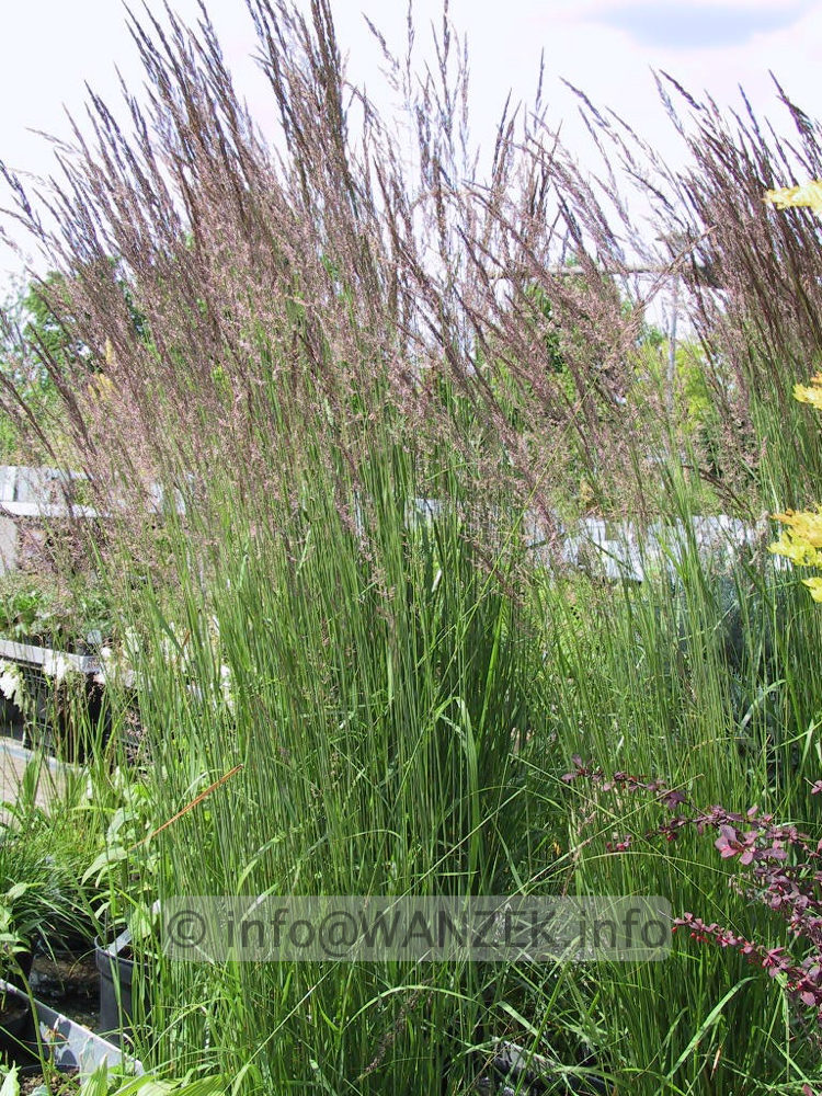 Calamagrostis acutiflora Karl Foerster 02.jpg